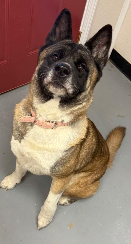 Enlarge Sam, a Adoptable Akita in Greencastle, IN image 6/6