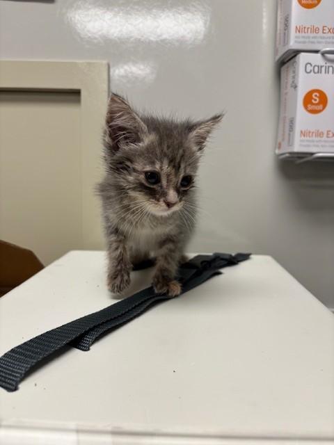 STORMY - ADOPTION PENDING, Adoptable, Young Female Domestic Short Hair.