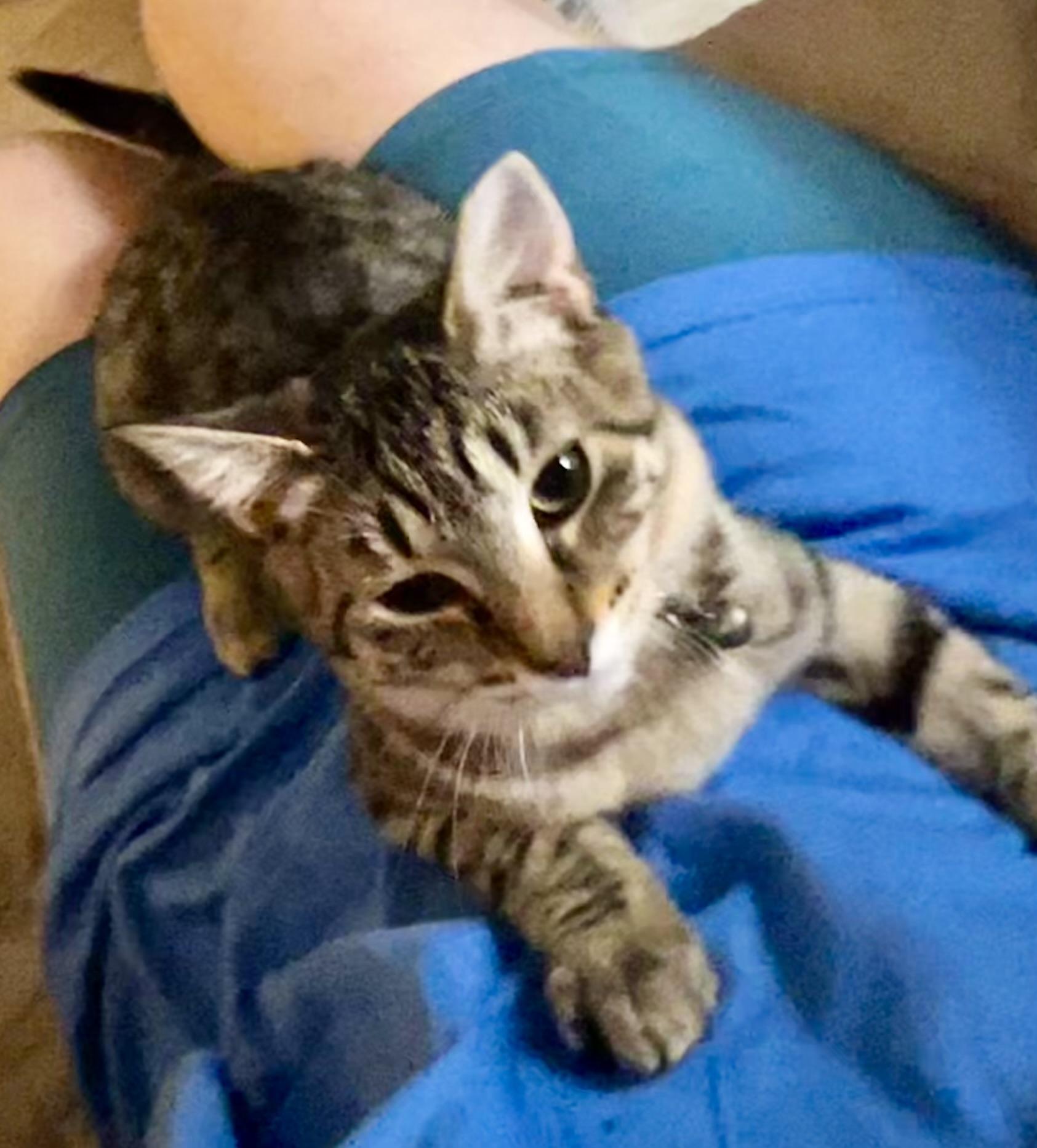 Enlarge Sky, a Adoptable Tabby in Ephrata, WA image 1/1