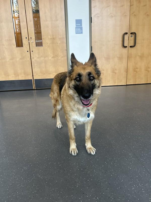 Enlarge Rosita, an adopted Mixed Breed in Truckee, CA image 4/6