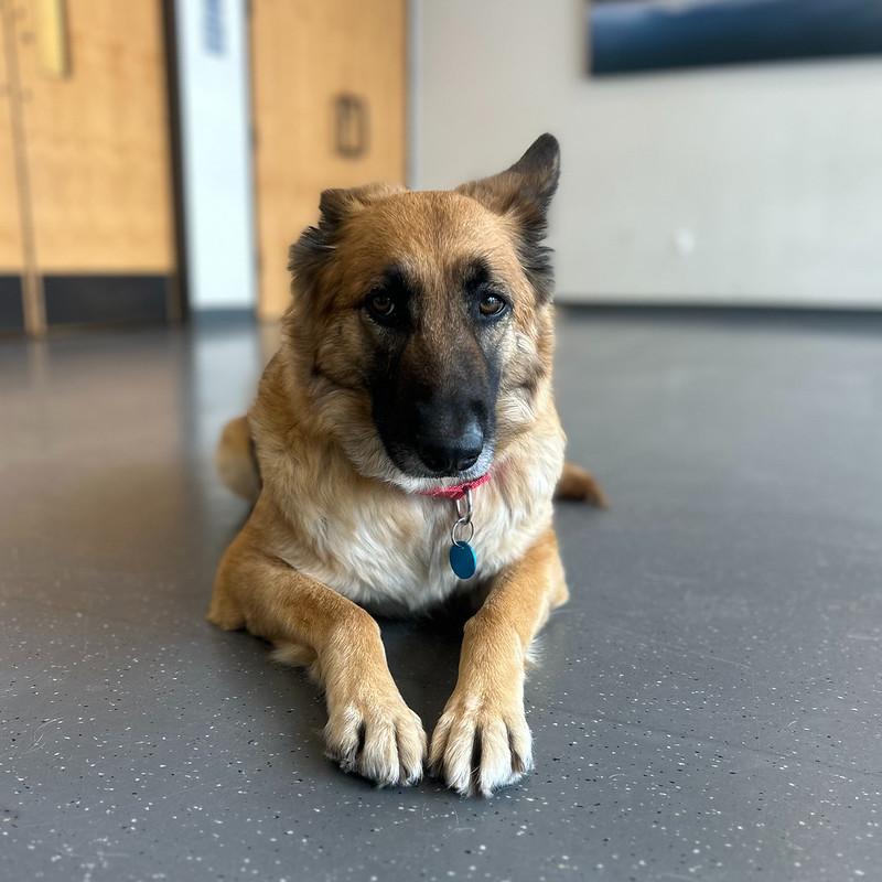 Enlarge Rosita, an adopted Mixed Breed in Truckee, CA image 2/6