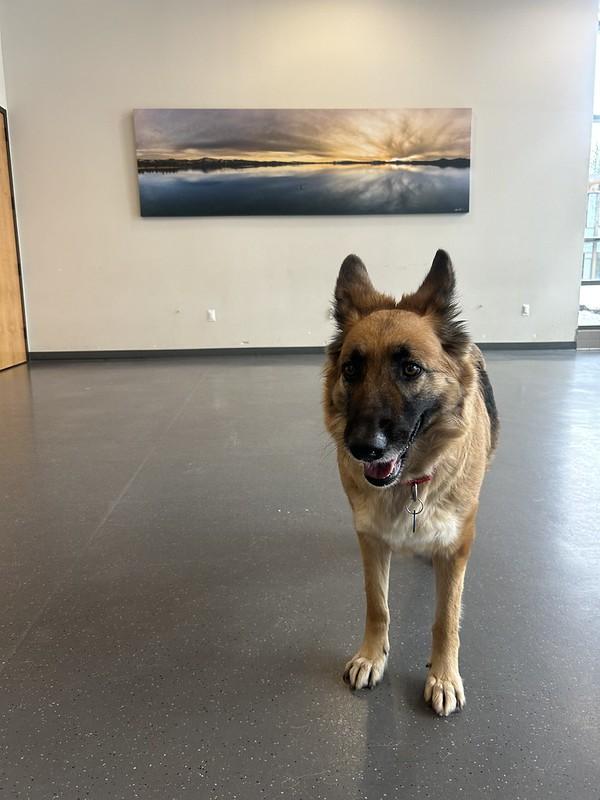 Enlarge Rosita, an adopted Mixed Breed in Truckee, CA image 3/6