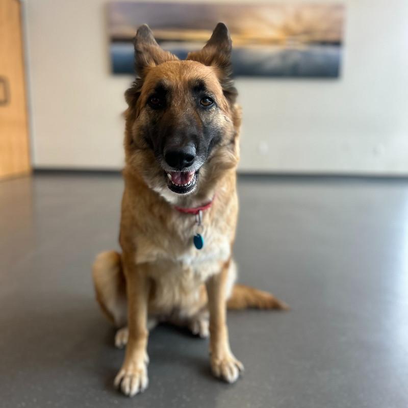 Enlarge Rosita, an adopted Mixed Breed in Truckee, CA image 1/6