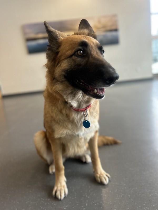 Enlarge Rosita, an adopted Mixed Breed in Truckee, CA image 6/6