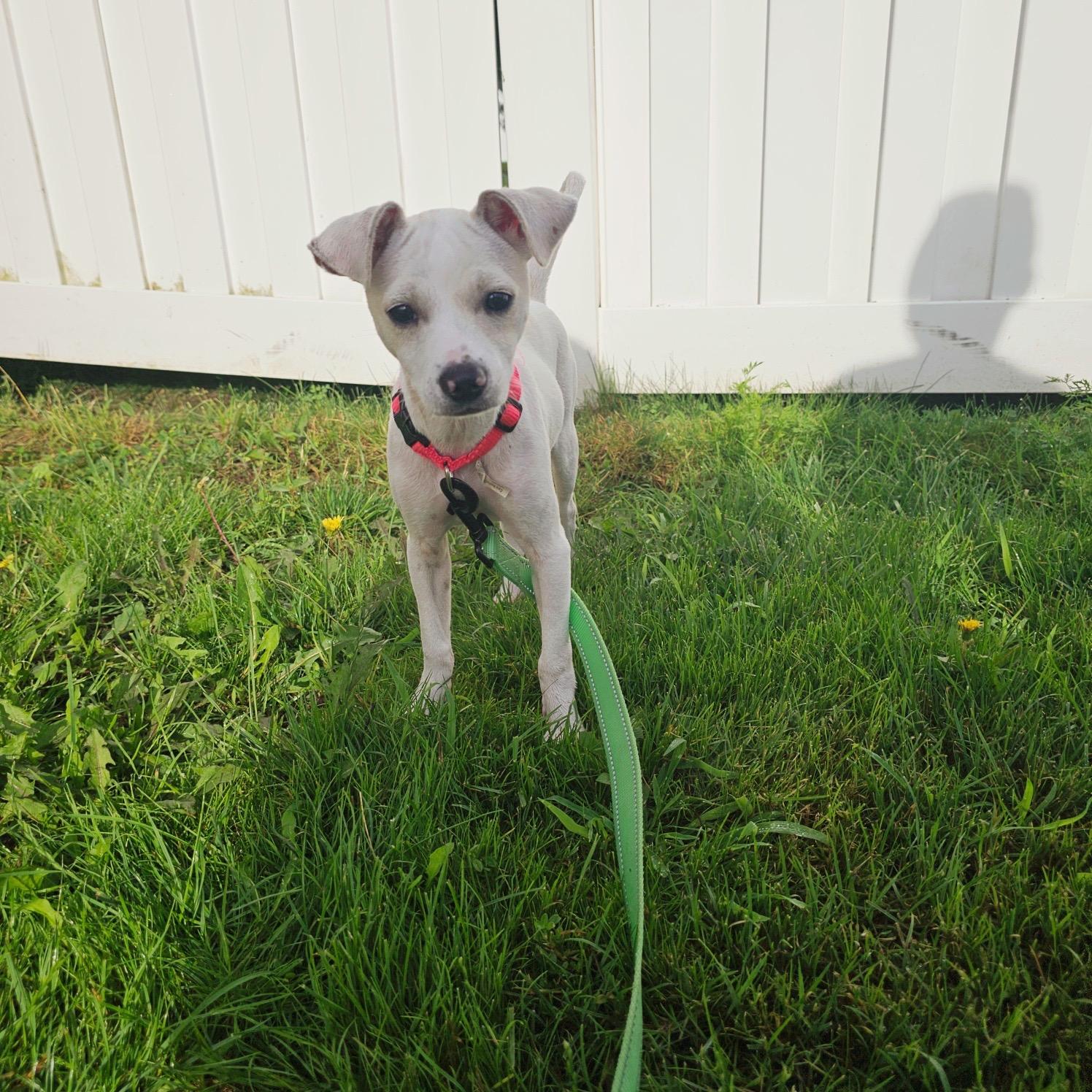 Bonnie, a Adopted mixed breed in Seville, OH image 2/6