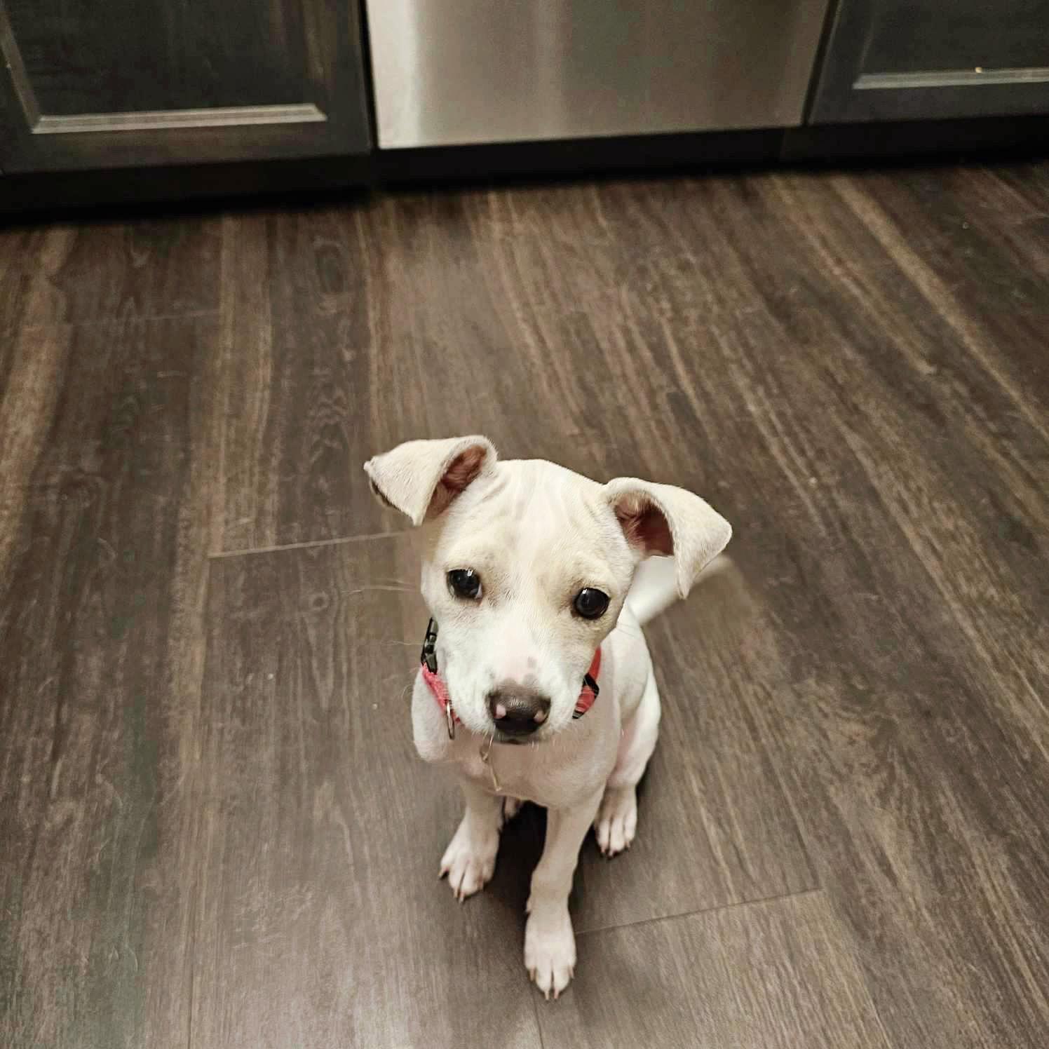 Bonnie, Adopted, Young Female Chihuahua.