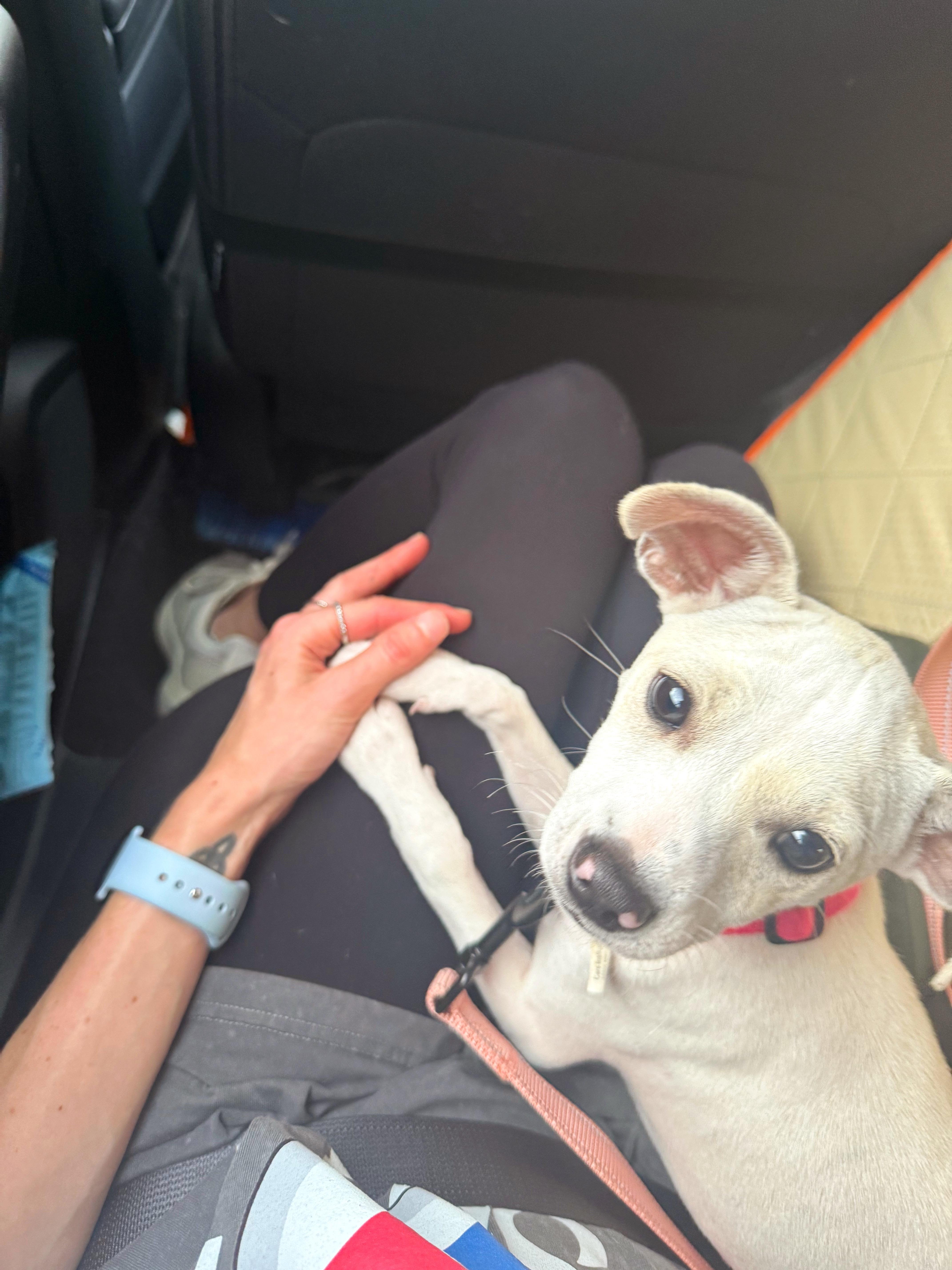 Bonnie, a Adopted mixed breed in Seville, OH image 3/6