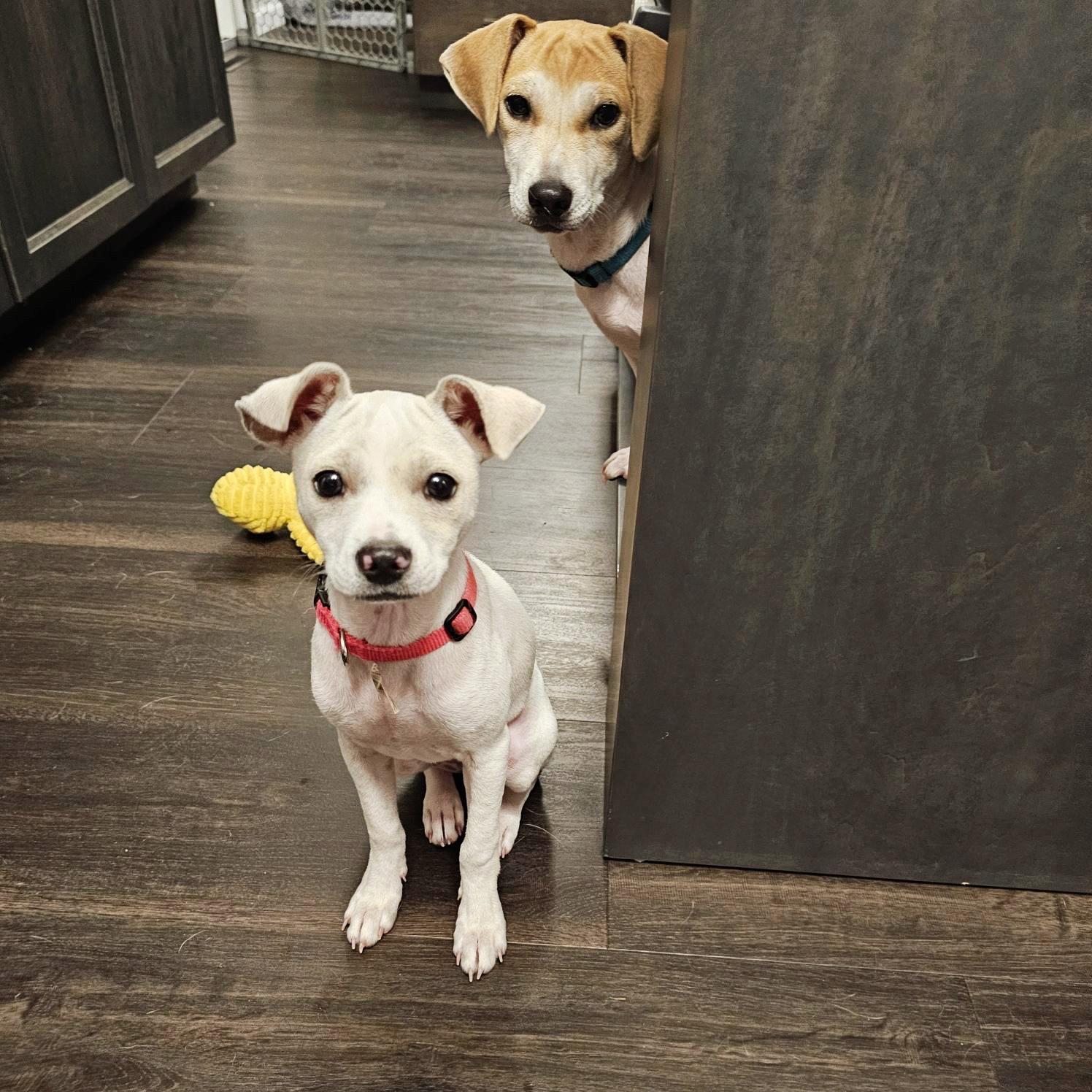 Bonnie, a Adopted mixed breed in Seville, OH image 4/6