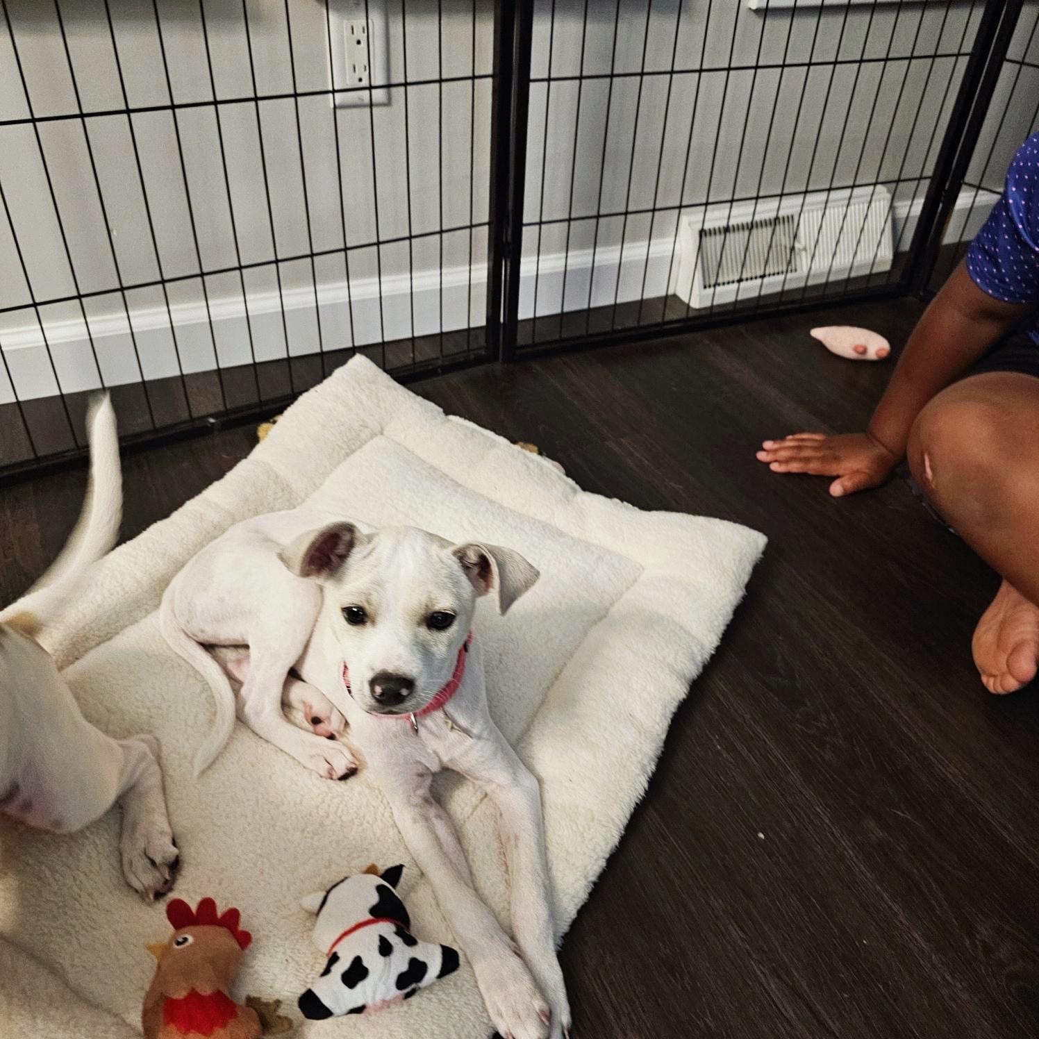 Bonnie, a Adopted mixed breed in Seville, OH image 5/6