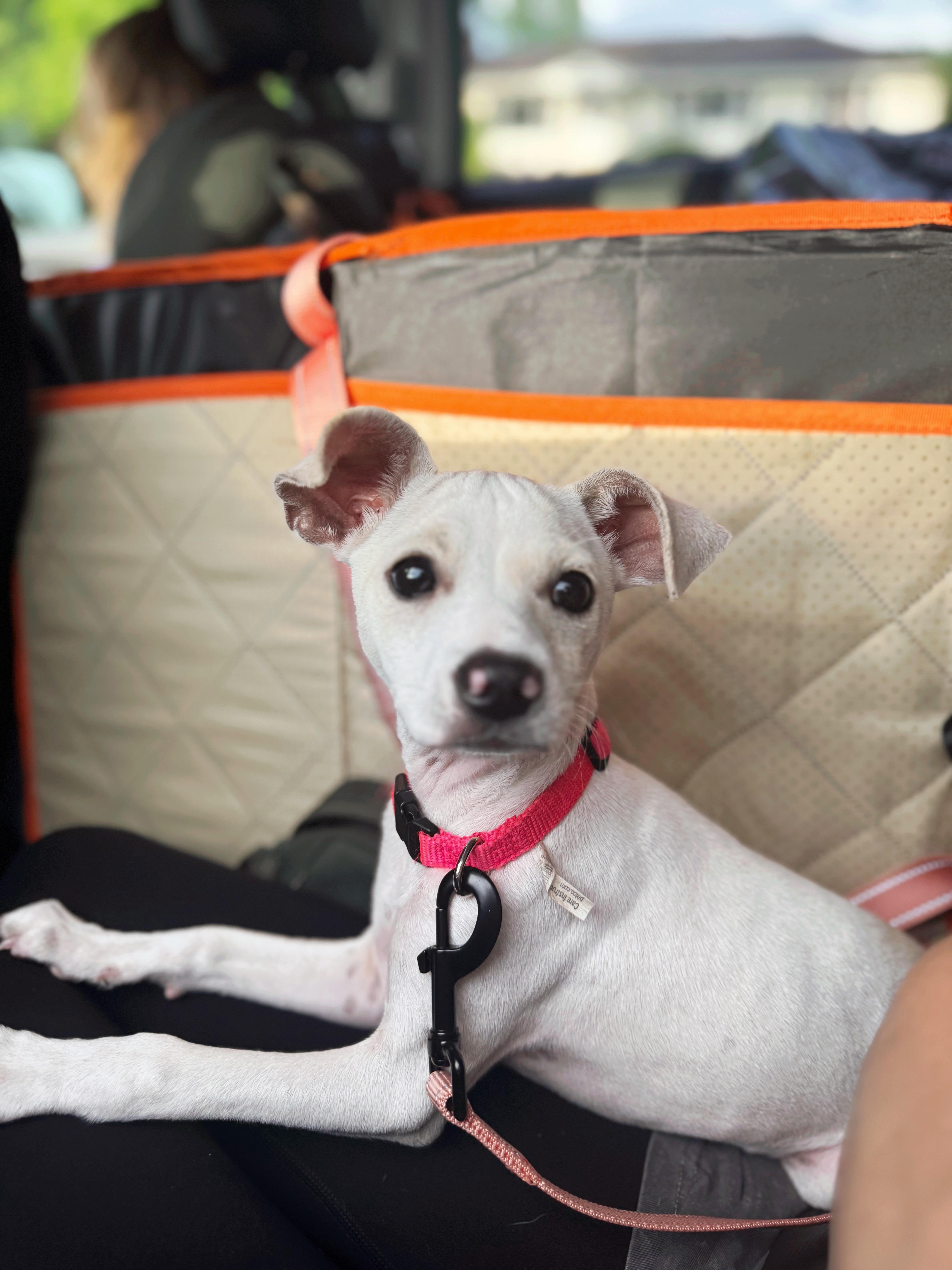 Bonnie, a Adopted mixed breed in Seville, OH image 6/6