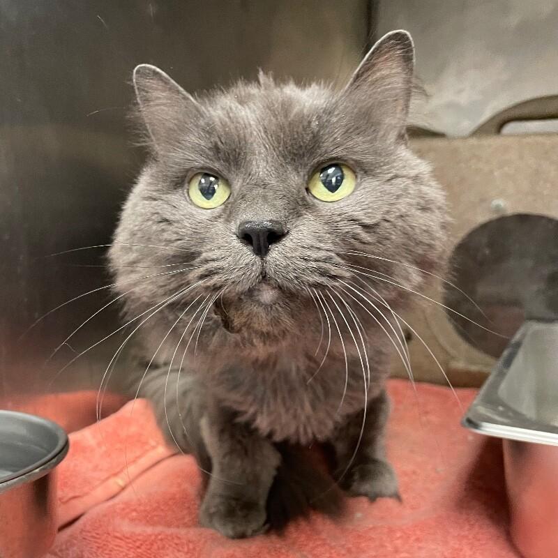 Ashley, a Adoptable Domestic Long Hair in Roanoke, VA image 1/4