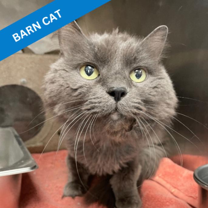 Ashley, a Adoptable Domestic Long Hair in Roanoke, VA image 2/4