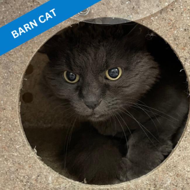 Ashley, a Adoptable Domestic Long Hair in Roanoke, VA image 1/3
