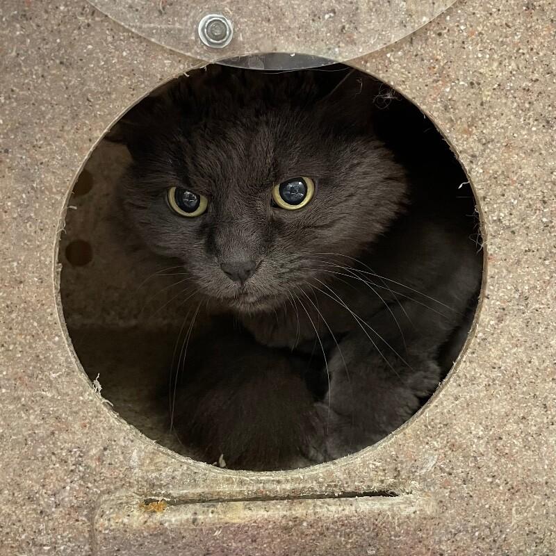 Ashley, a Adoptable Domestic Long Hair in Roanoke, VA image 2/3