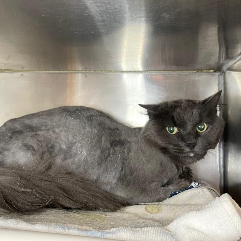 Ashley, a Adoptable Domestic Long Hair in Roanoke, VA image 3/3