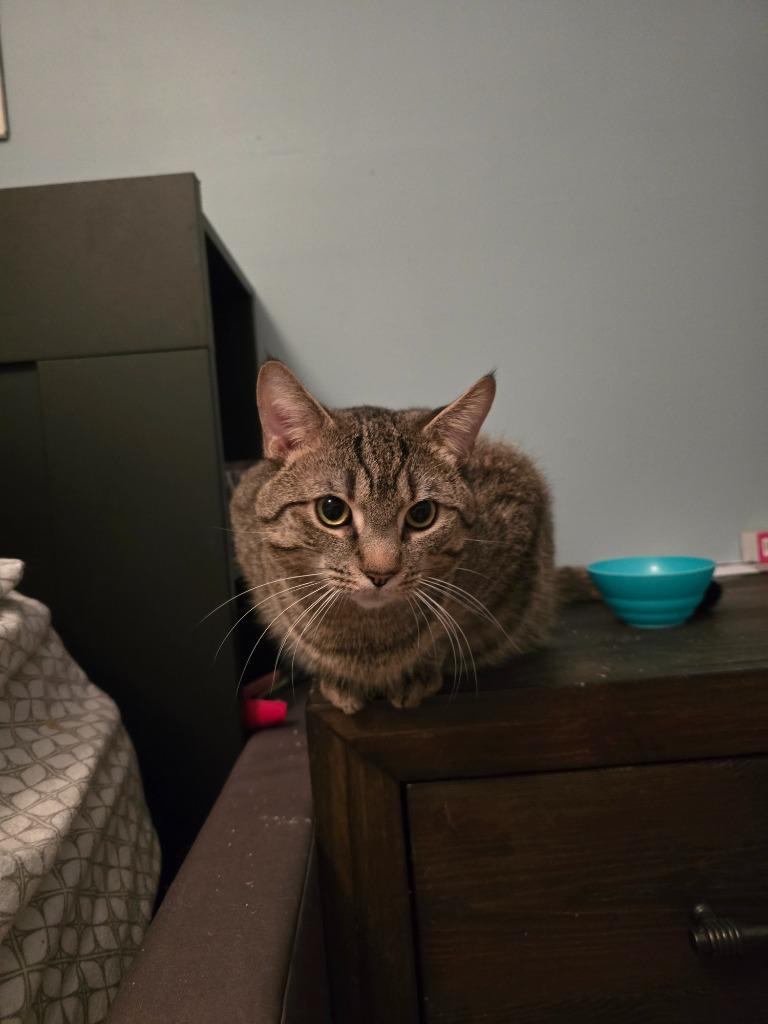 Chonk, Adoptable, Young Male Domestic Short Hair.