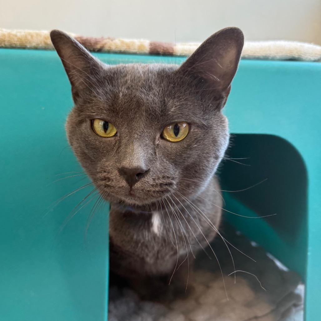 Tito, Adoptable, Adult Male Domestic Short Hair.
