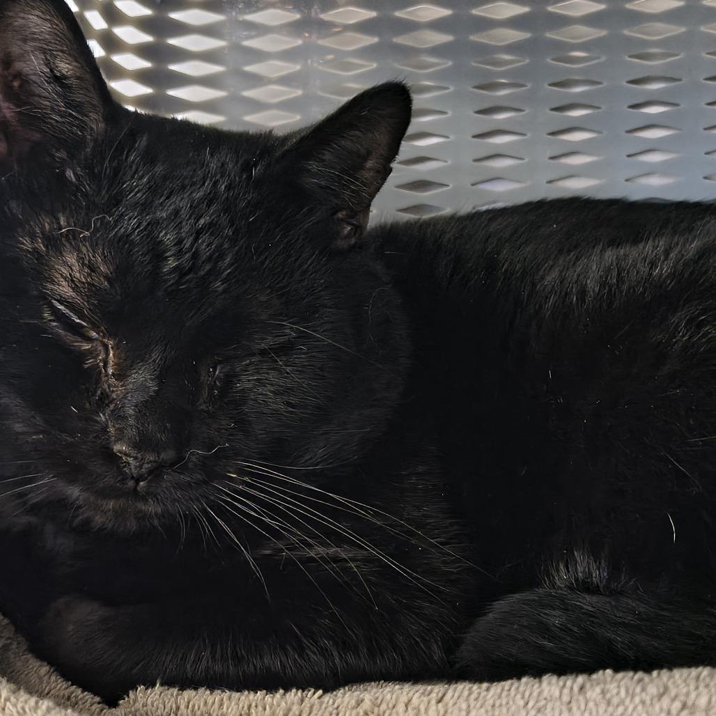 Blackey, Adoptable, Young Male Domestic Short Hair.