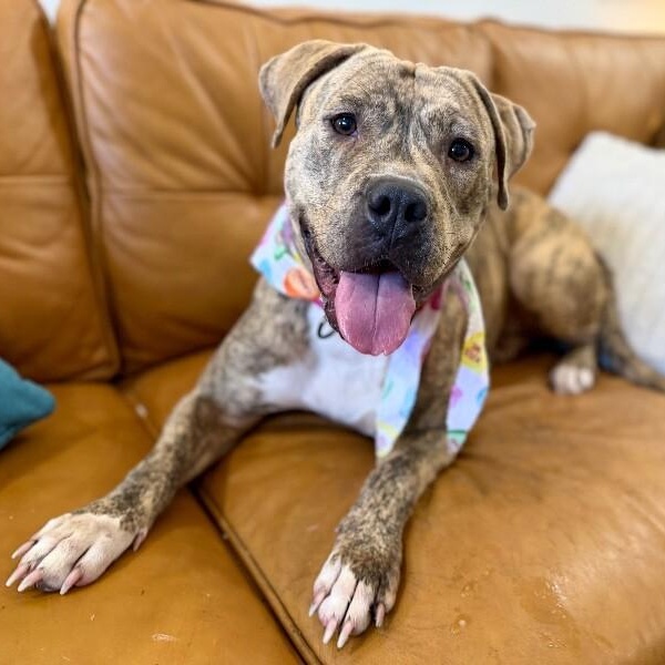 Poppy Happy Hop — thumbnail 5