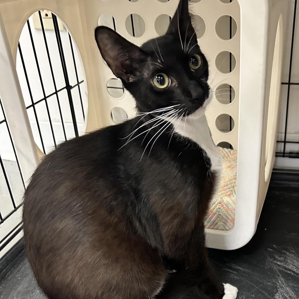 Sage, Adoptable, Young Male Domestic Short Hair.