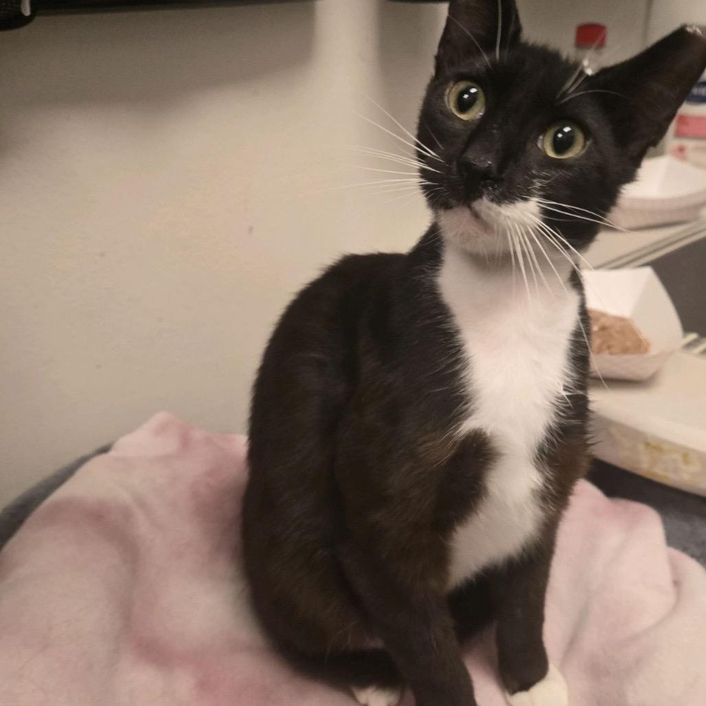 Sage, a Adoptable Domestic Short Hair in Houston, TX image 2/5