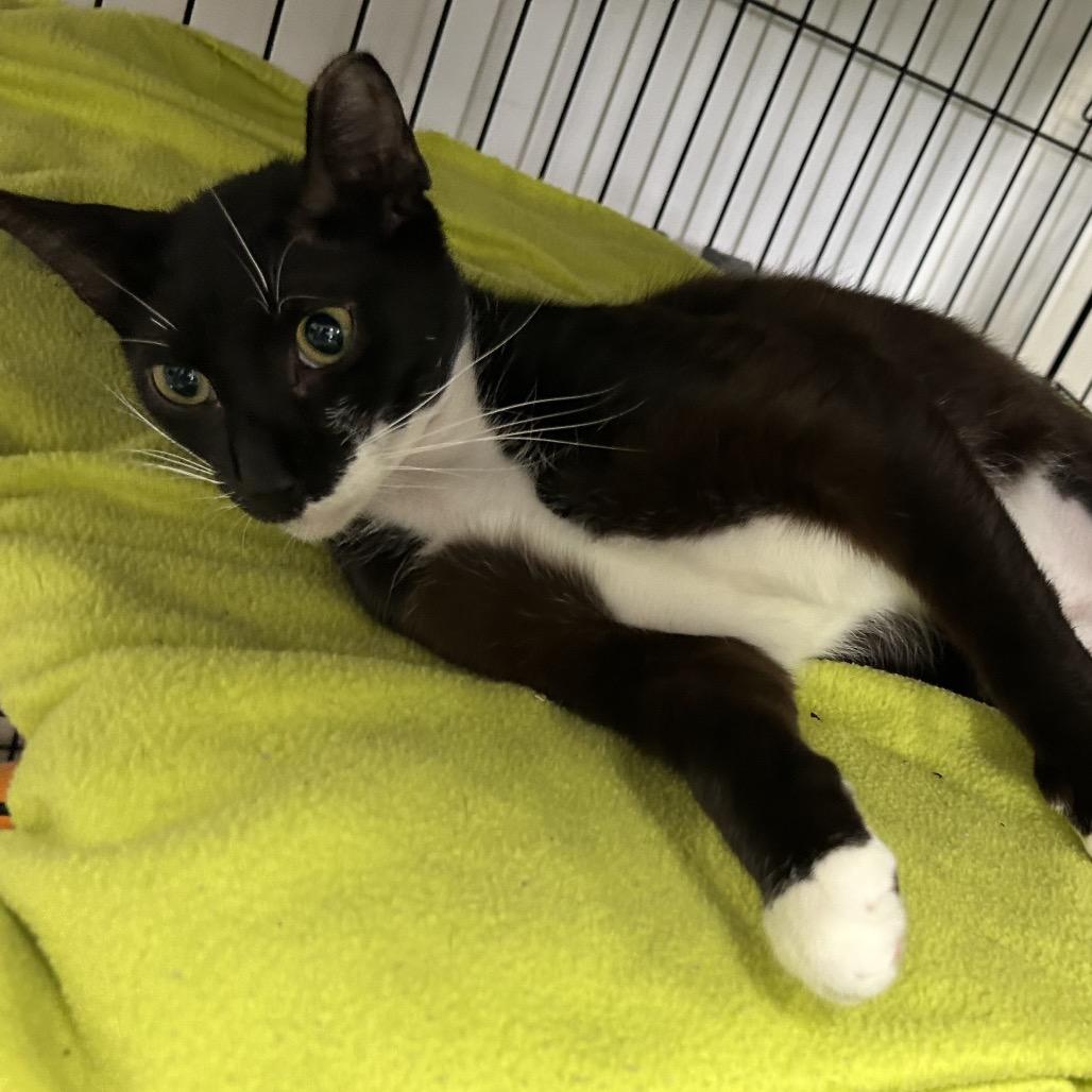 Sage, a Adoptable Domestic Short Hair in Houston, TX image 3/5