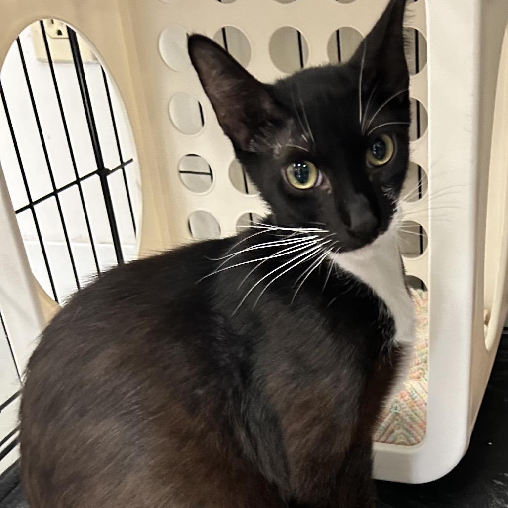 Sage, a Adoptable Domestic Short Hair in Houston, TX image 4/5