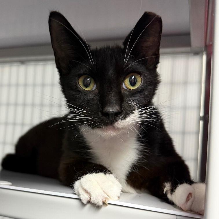 Sage, a Adoptable Domestic Short Hair in Houston, TX image 5/5