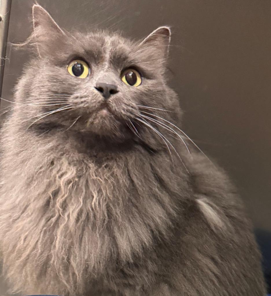 Karma, Adoptable, Adult Female Domestic Long Hair.