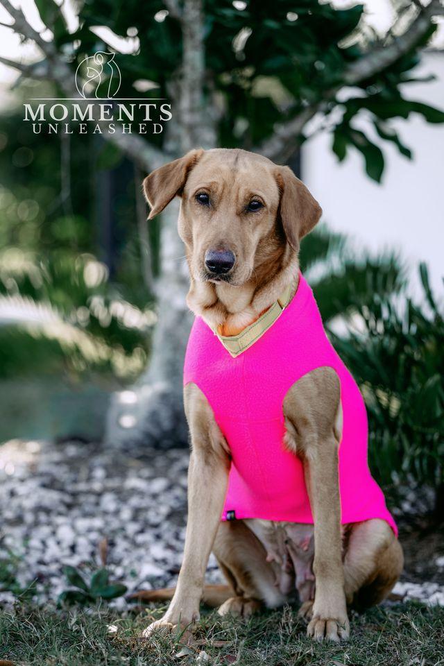 Enlarge Freya, a Adoptable mixed breed in Myakka City, FL image 1/3