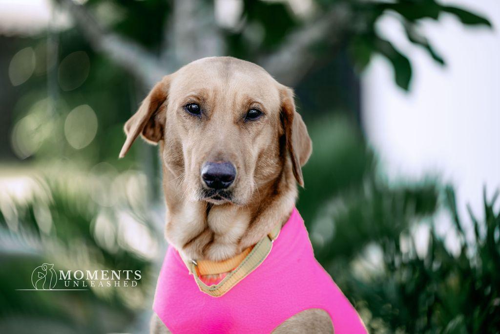 Enlarge Freya, a Adoptable mixed breed in Myakka City, FL image 2/3