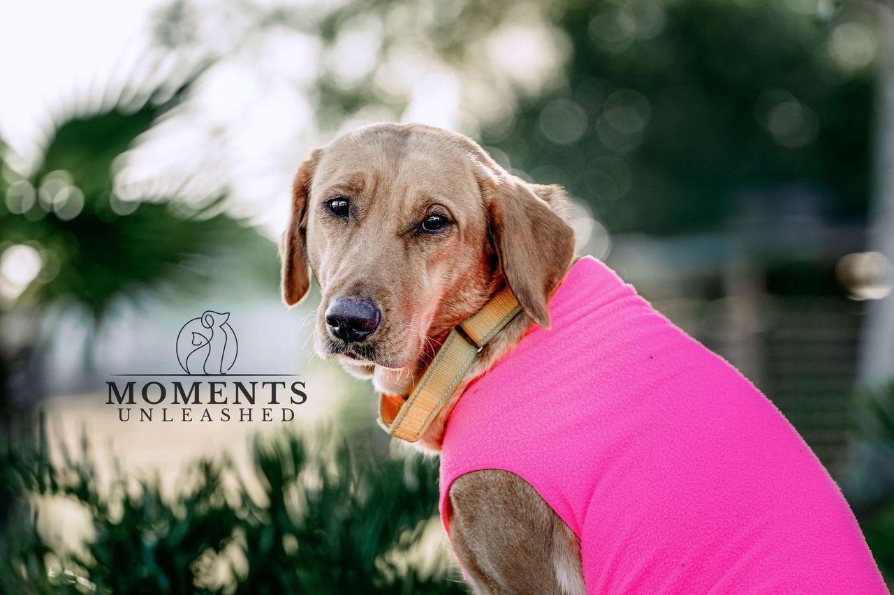 Enlarge Freya, a Adoptable mixed breed in Myakka City, FL image 3/3