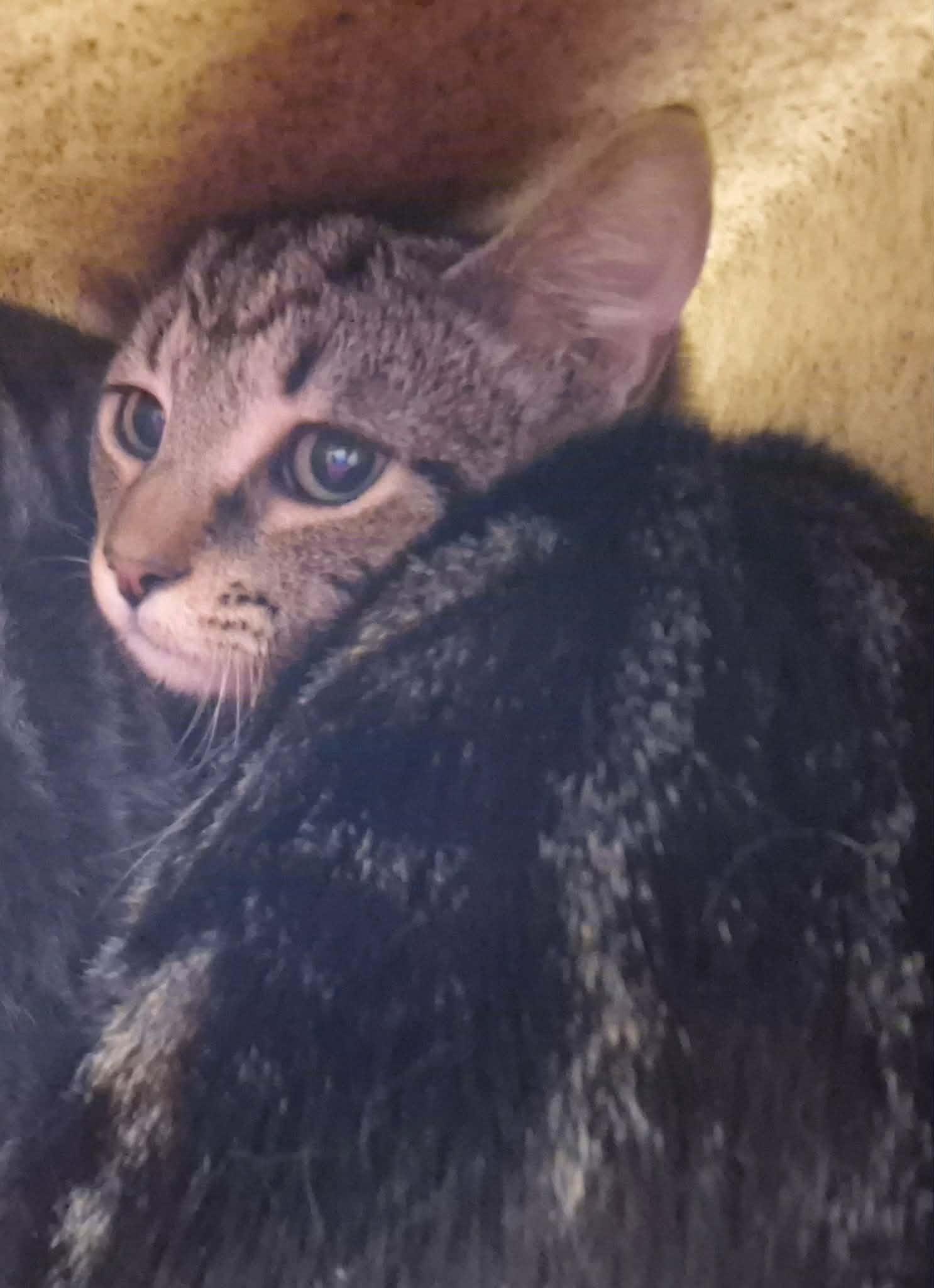 Enlarge NEW HORIZONS, a Adoptable Domestic Short Hair in Hagerstown, MD image 1/1