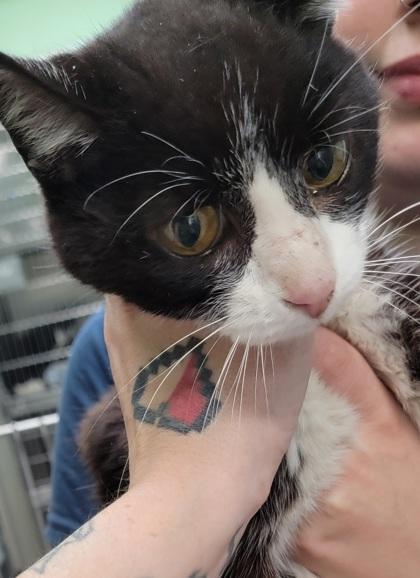 Acie, a Adoptable mixed breed in Bedford, IN image 2/2