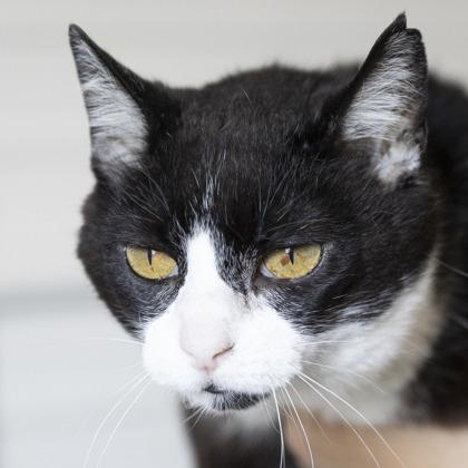 Acie, a Adoptable mixed breed in Bedford, IN image 1/2