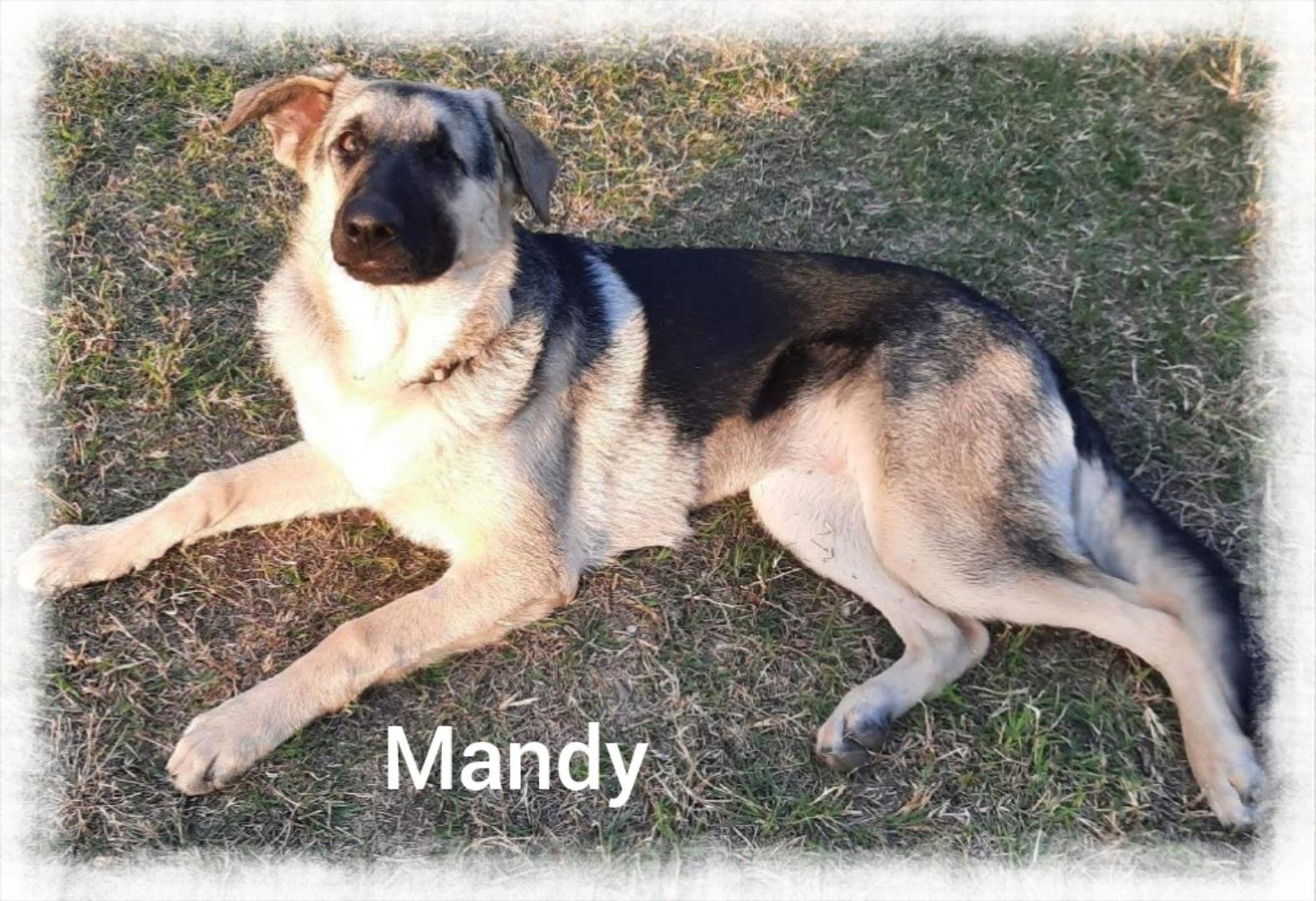 Mandy, Adoptable, Young Female German Shepherd Dog.