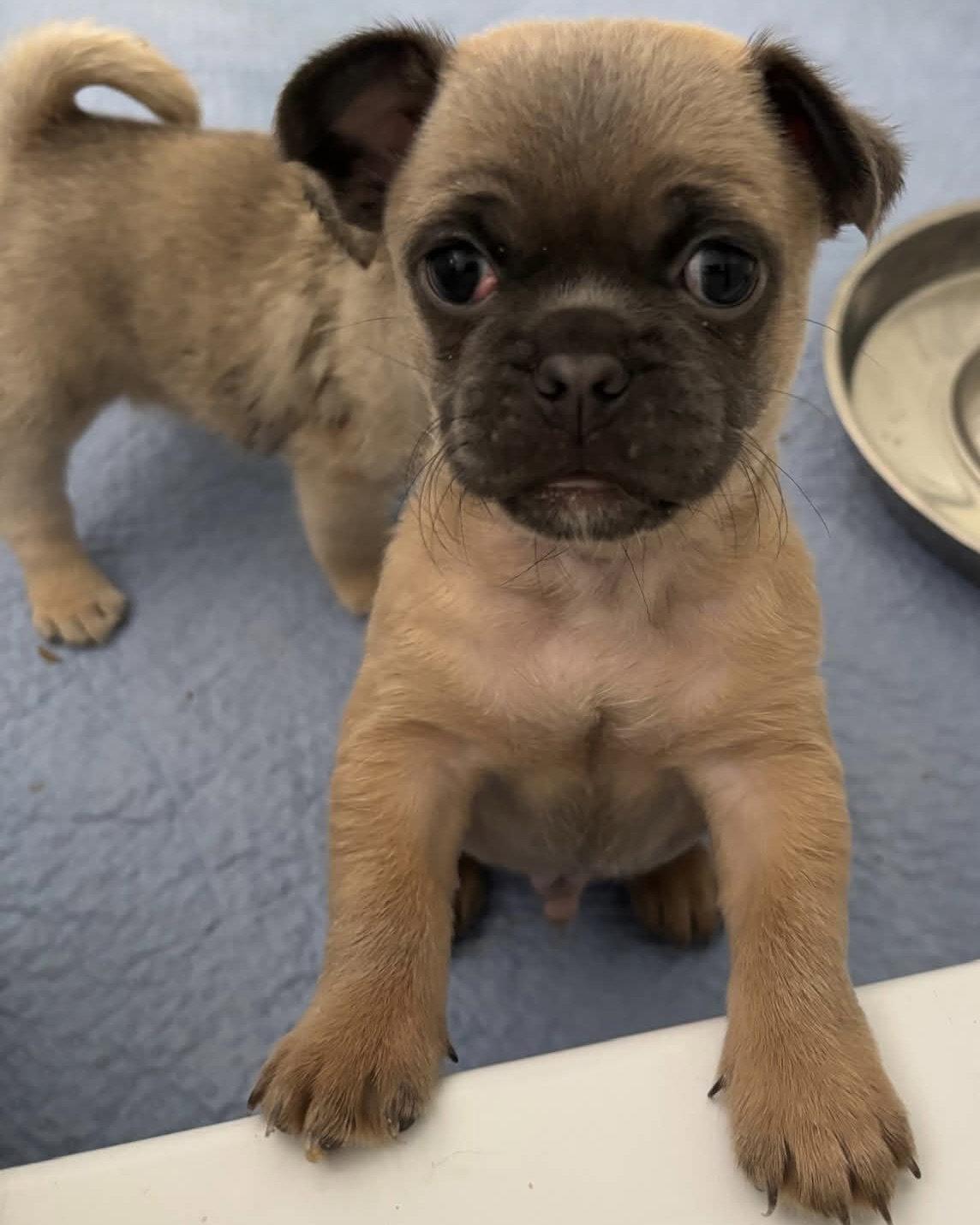 Rocket, Adoptable, Puppy Male Pug.