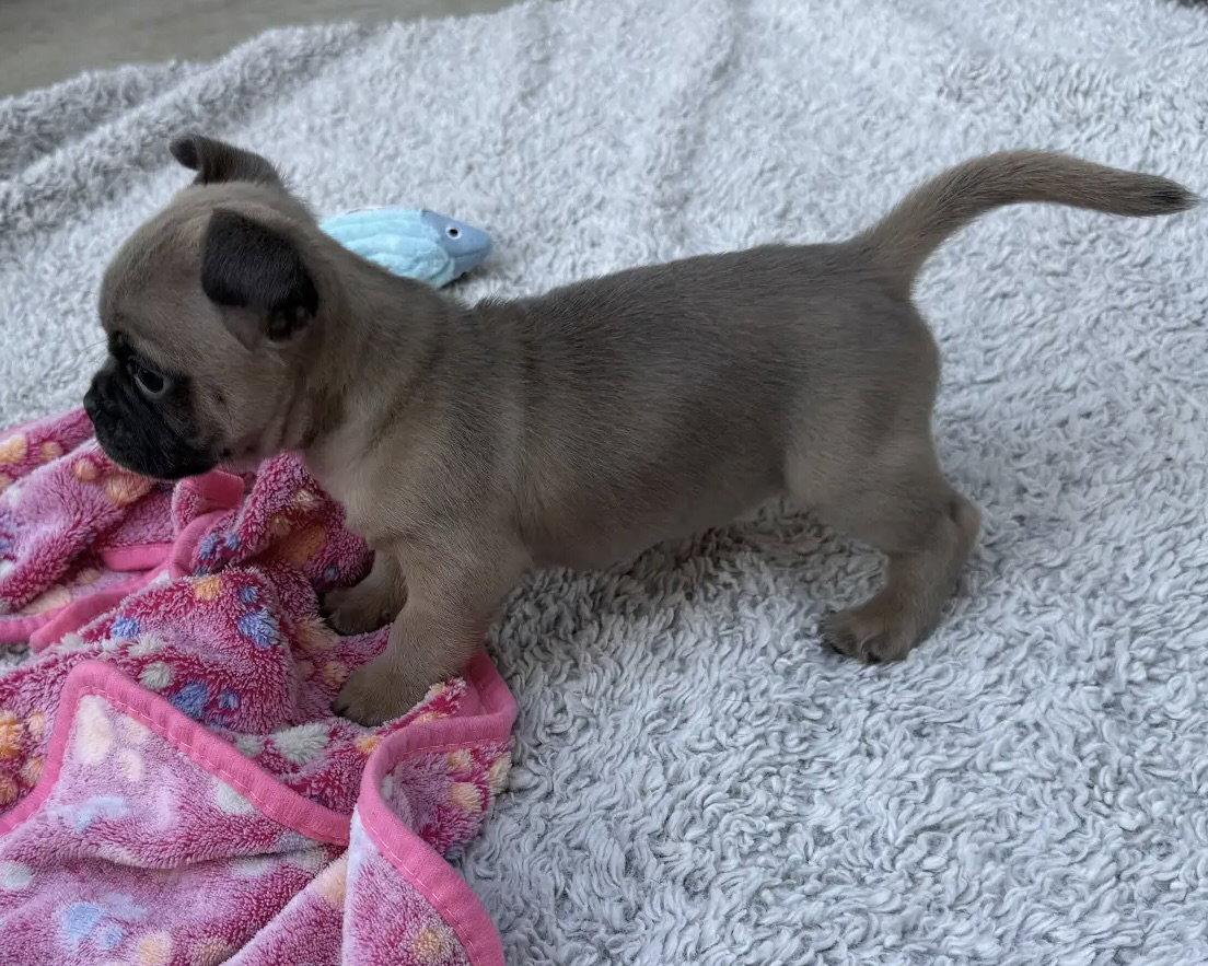 Enlarge Rocket, a Adoptable Pug in Corona, CA image 2/3