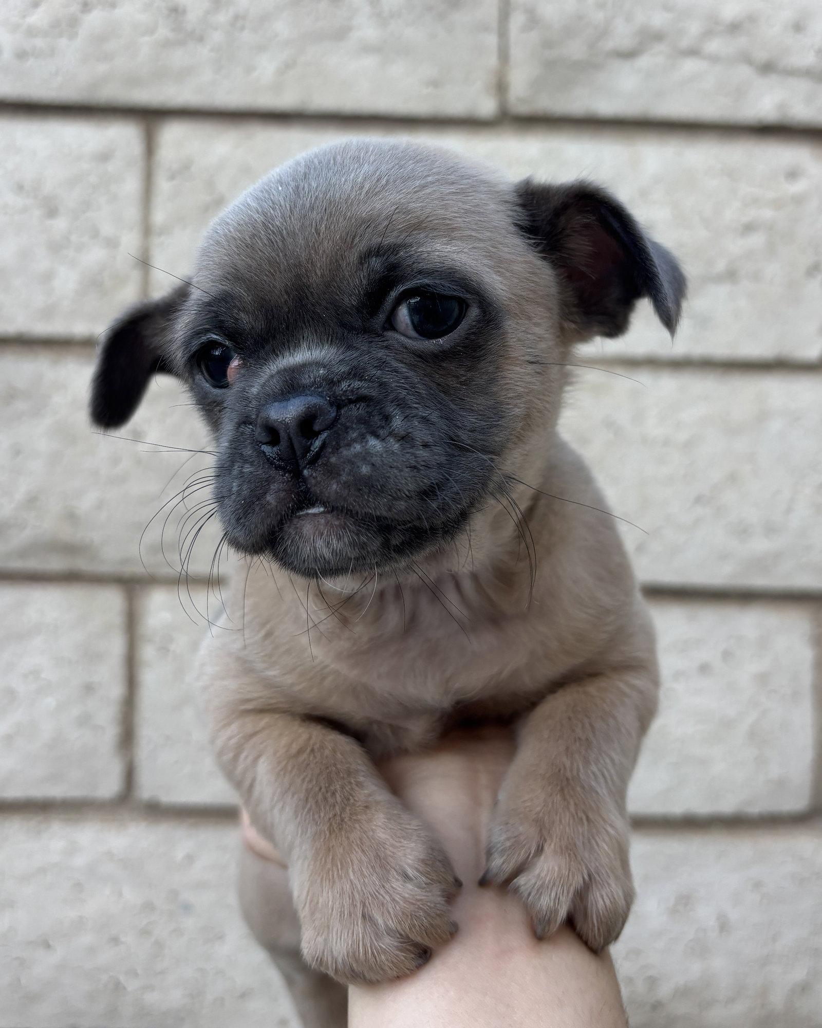 Enlarge Rocket, a Adoptable Pug in Corona, CA image 3/3