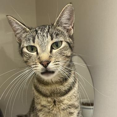 Twilight, Adoptable, Adult Female Domestic Short Hair.
