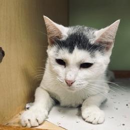 Domino, Adoptable, Adult Female Domestic Medium Hair.