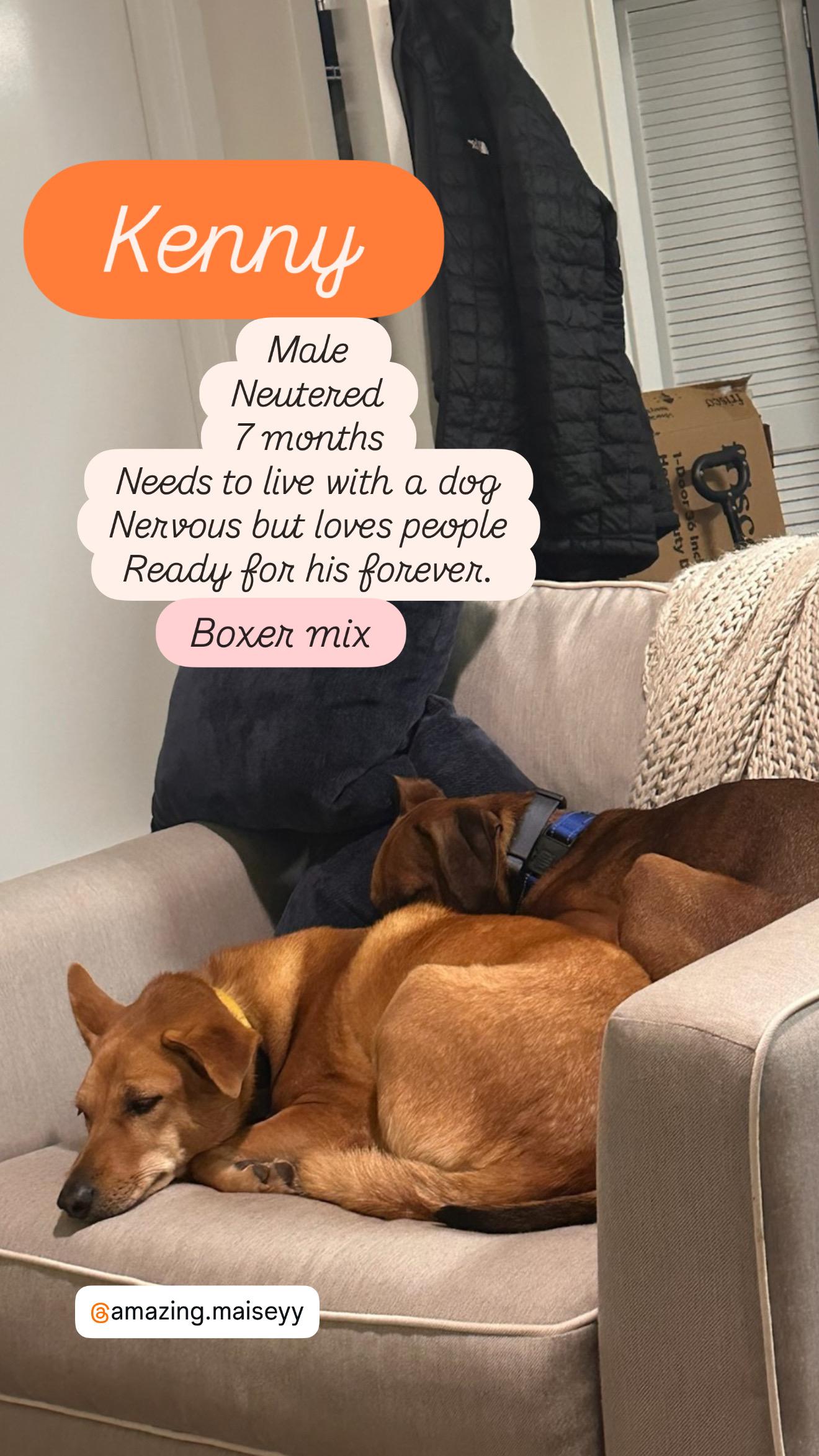 Enlarge KENNY the BOXER, a ADOPTABLE mixed breed in Stamford, CT image 6/6