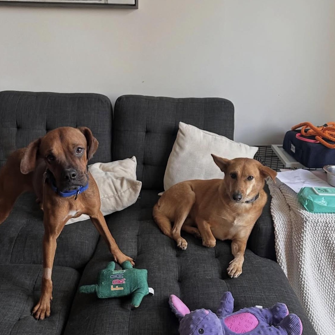 Enlarge KENNY the BOXER, a ADOPTABLE mixed breed in Stamford, CT image 5/6