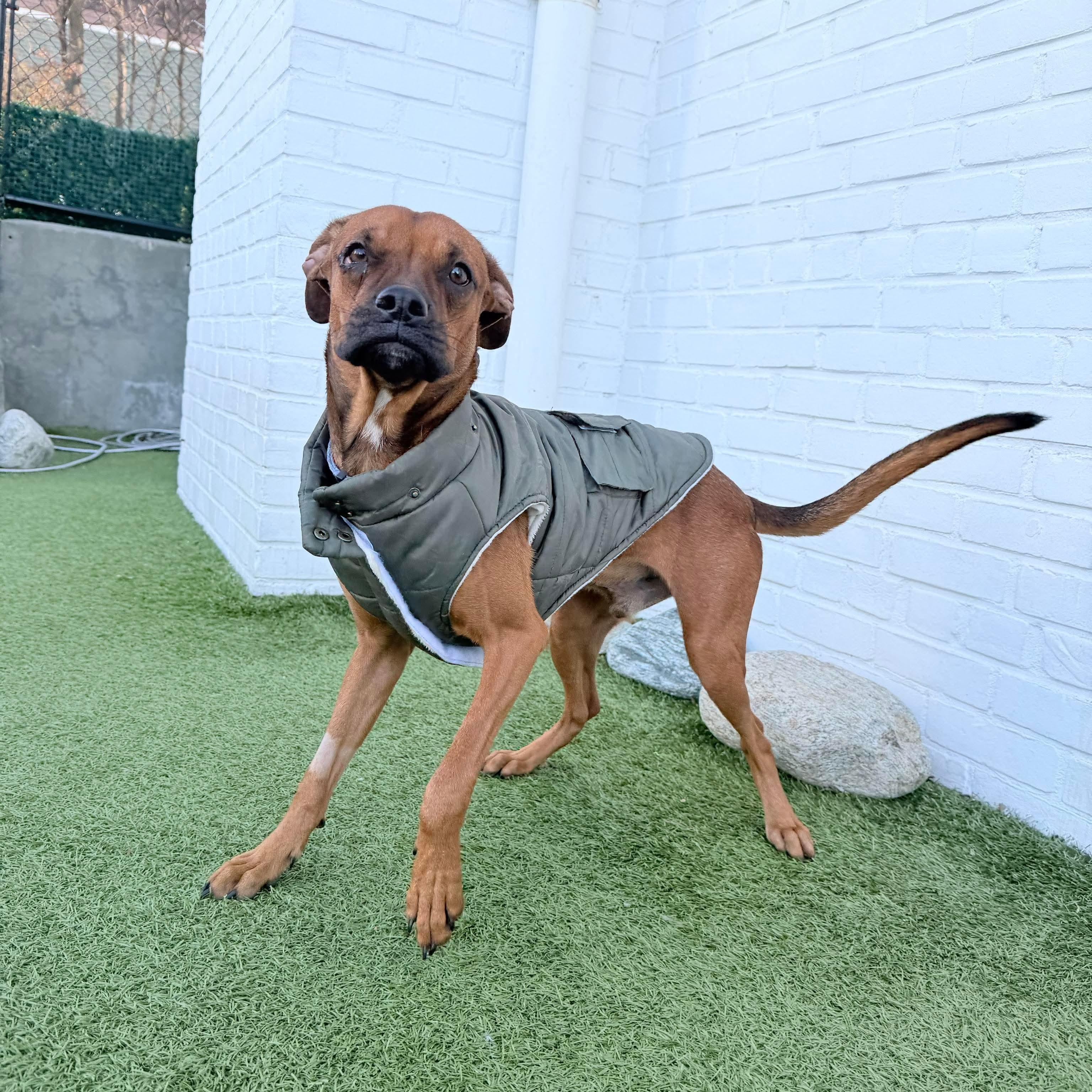 KENNY the BOXER, ADOPTABLE, Young Male Boxer.