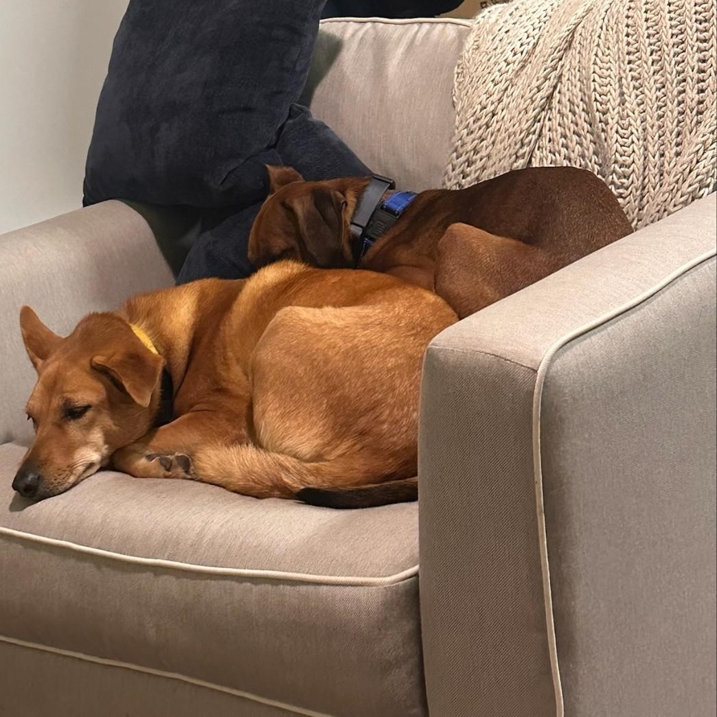 Kenny The Boxer thumbnail 4