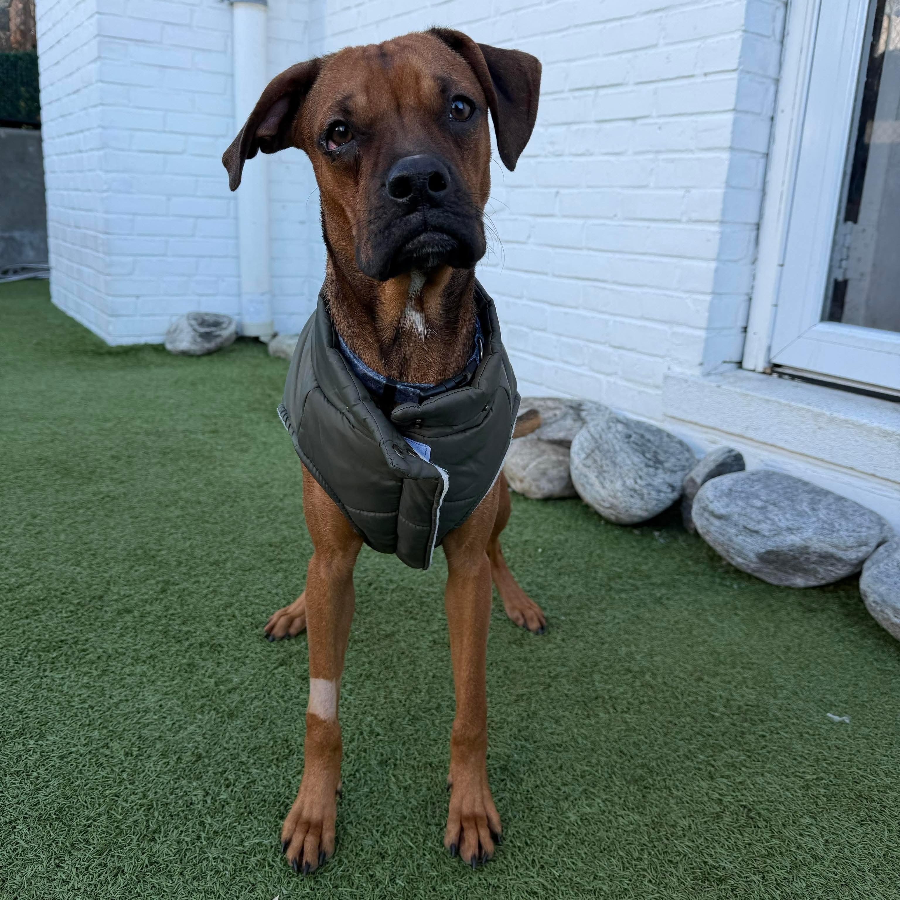 Enlarge KENNY the BOXER, a ADOPTABLE mixed breed in Stamford, CT image 2/6