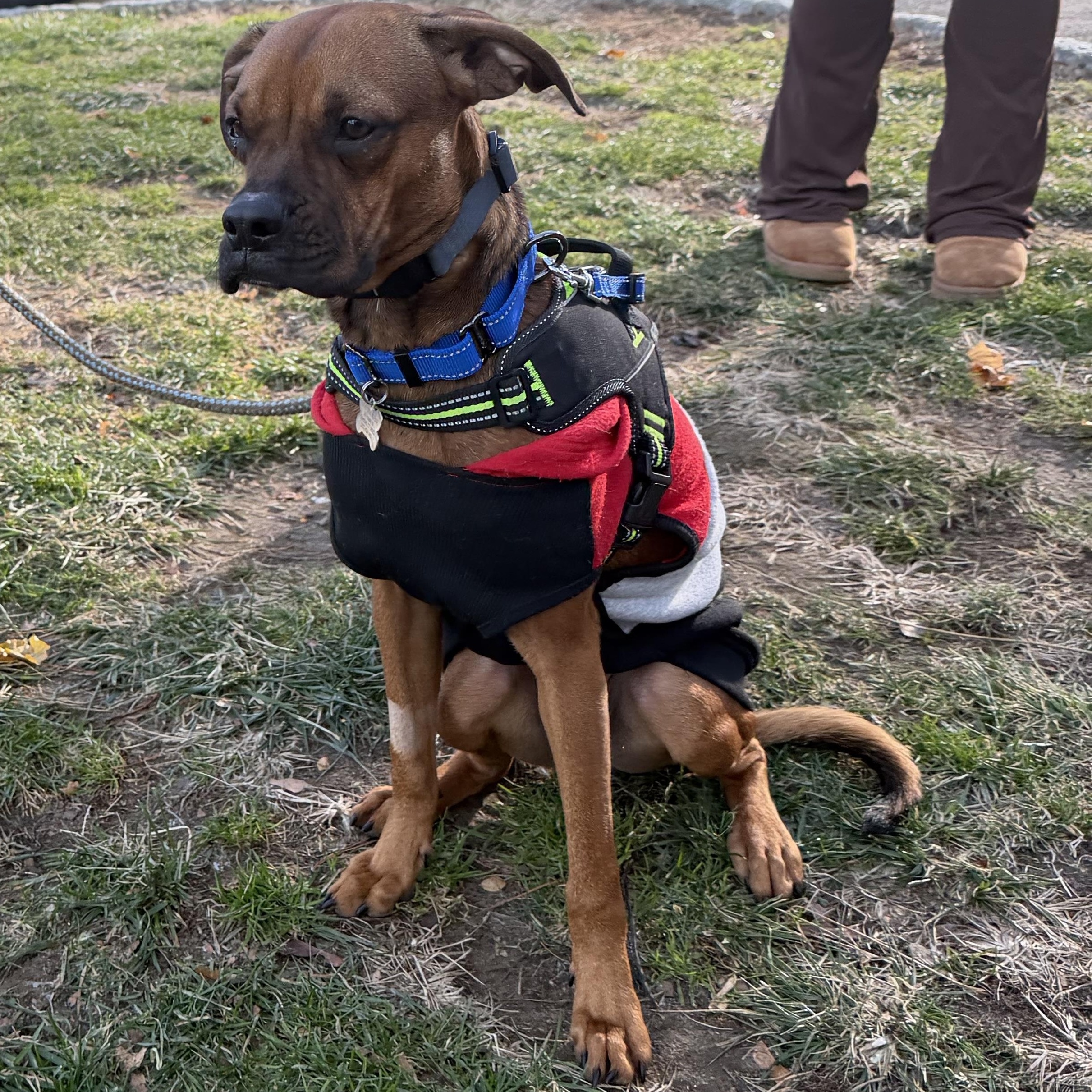Enlarge KENNY the BOXER, a ADOPTABLE mixed breed in Stamford, CT image 3/6