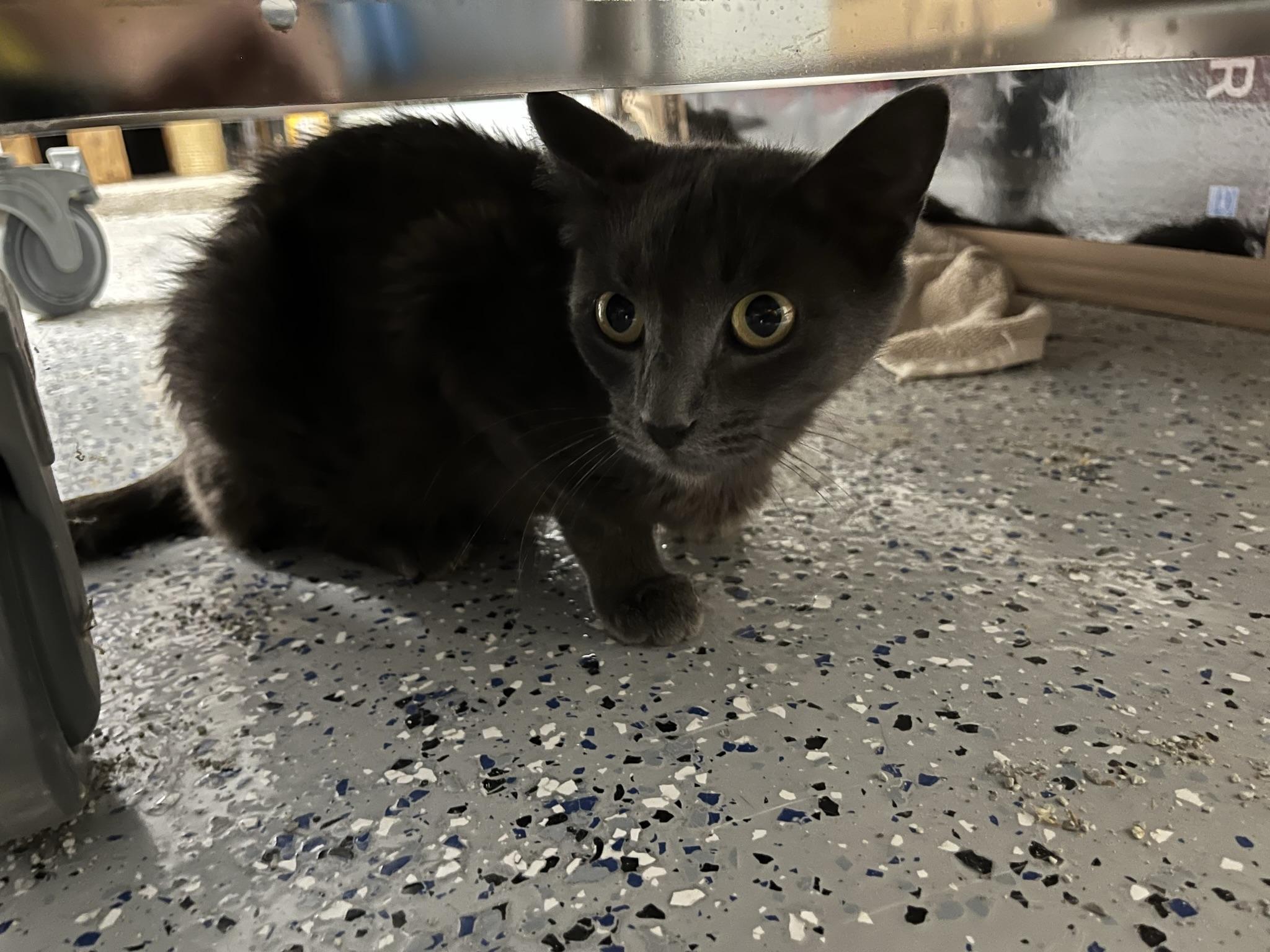 Enlarge Gigi, a Adopted Domestic Short Hair in Brighton, MI image 1/6