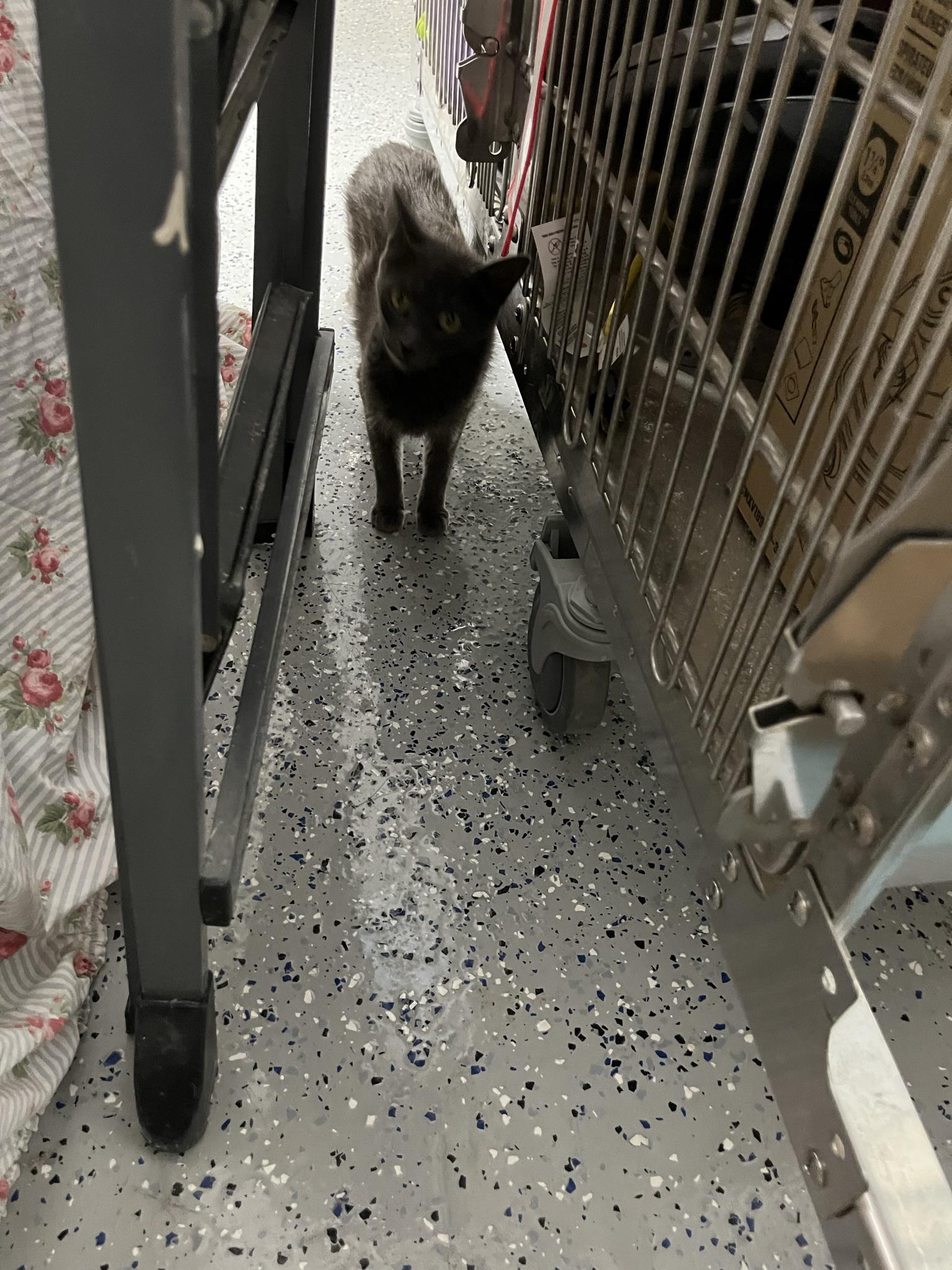 Enlarge Gigi, a Adopted Domestic Short Hair in Brighton, MI image 2/6