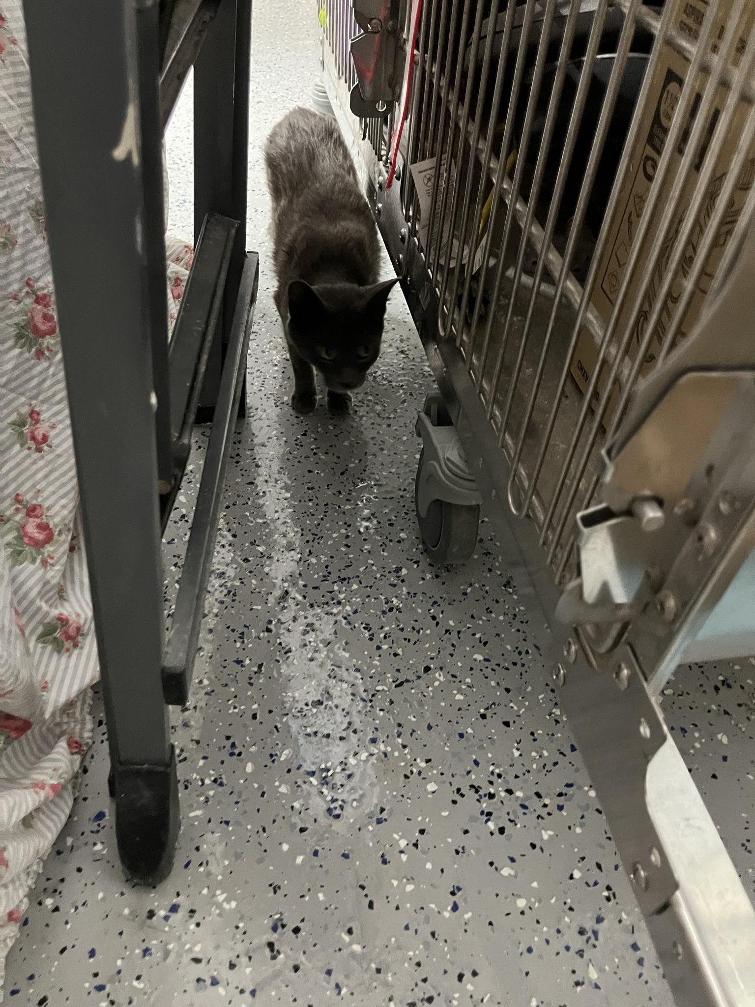 Enlarge Gigi, a Adopted Domestic Short Hair in Brighton, MI image 3/6